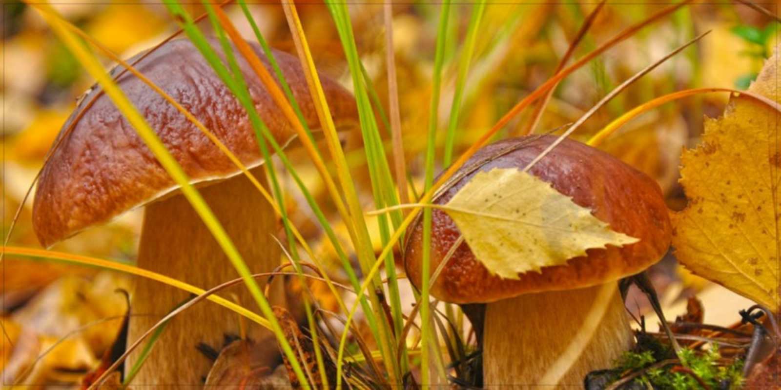 Открытка вот и грибочки хорошего утра осенью осенние грибы  Қайырлы таң 