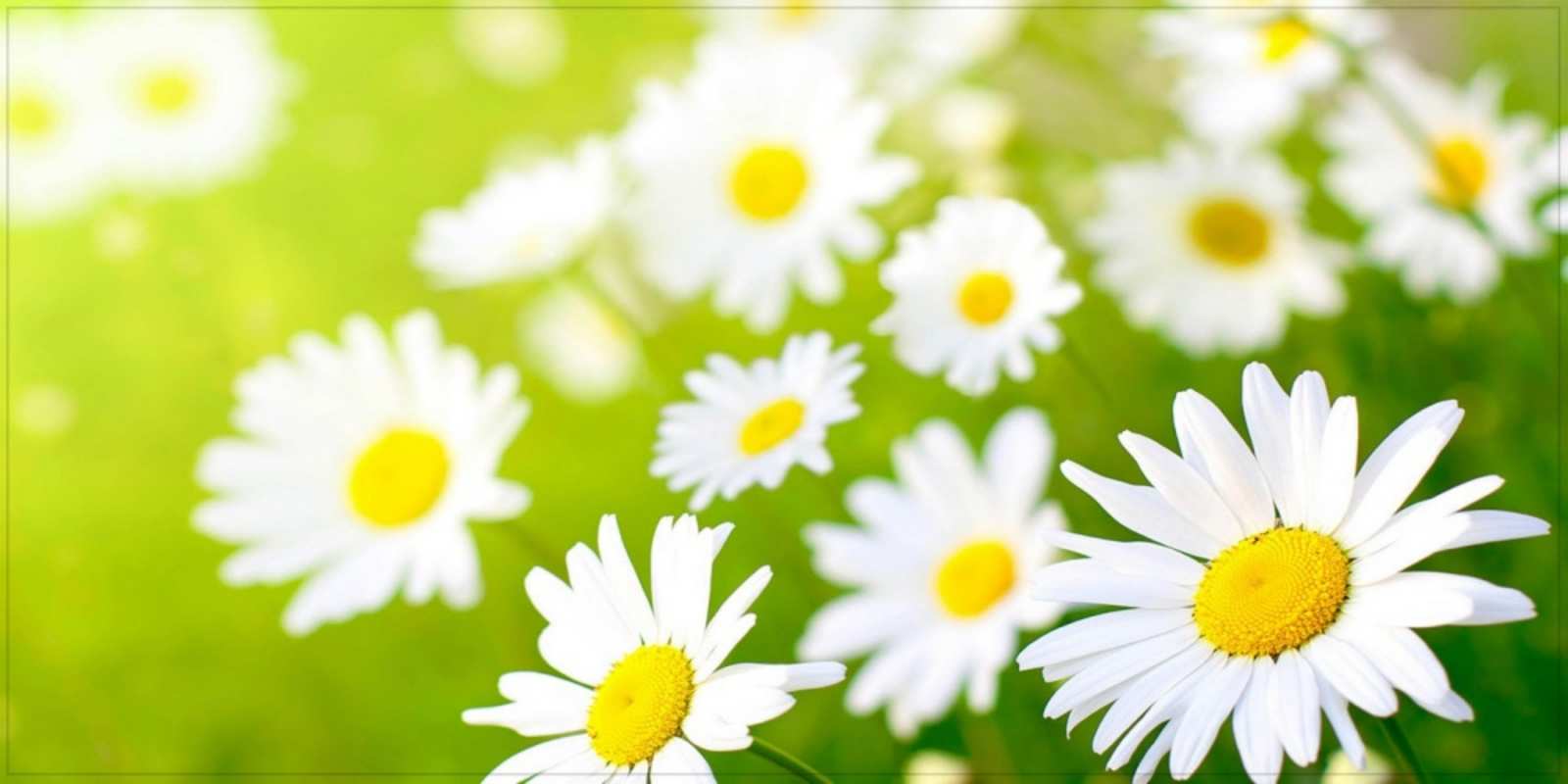 Открытка прекрасные ромашки открытка с ромашками на зеленом фоне Күніңіз жақсы өтсін 