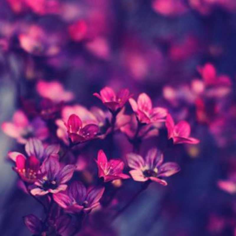 Открытка с цветами 1 небольшие цветы 1 8 наурыз құтты болсын 