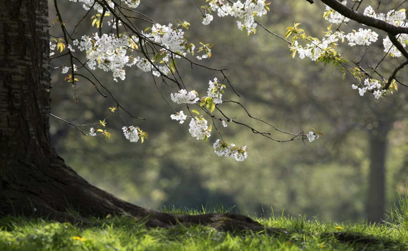 Открытка весенний сад  С 1 мая  1 мамырдан бастап 