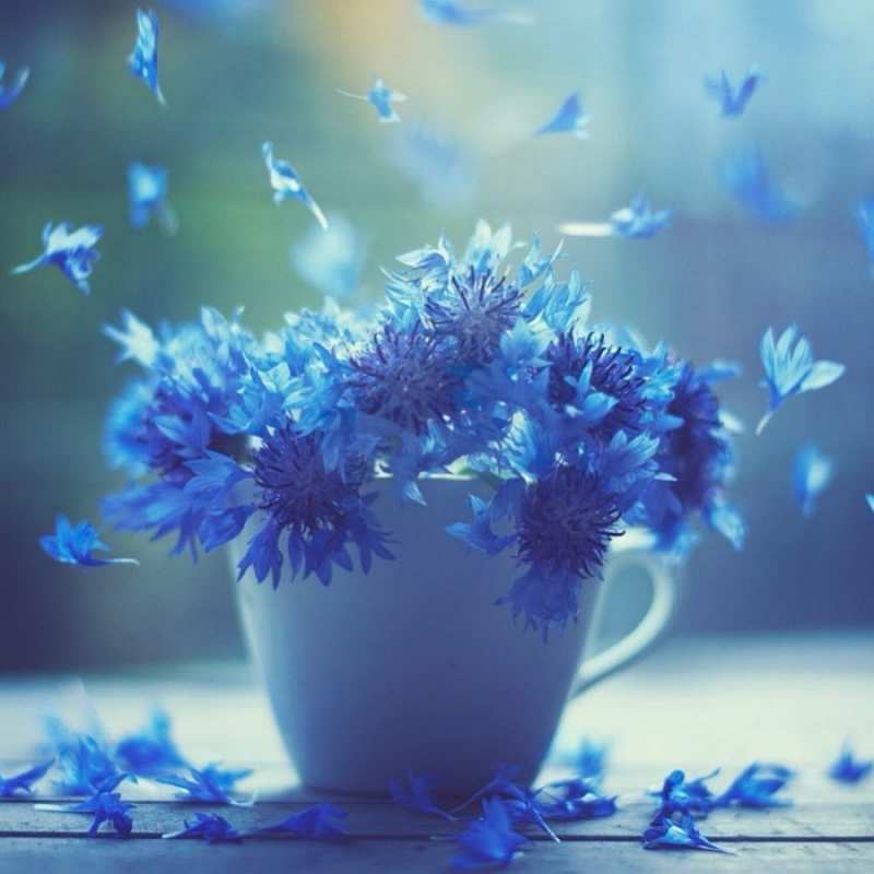 Открытка видимо эти цветы лечат простуду  кружка с зельем и цветами  Жазыл 