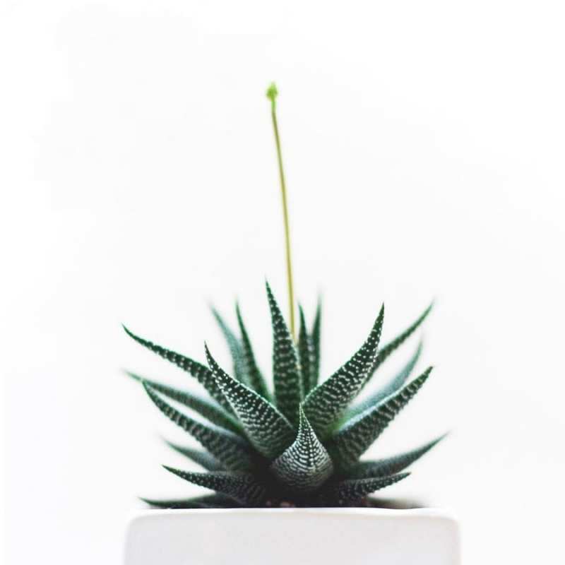 Открытка кактус  короче это непонятная колючка   Жазыл 