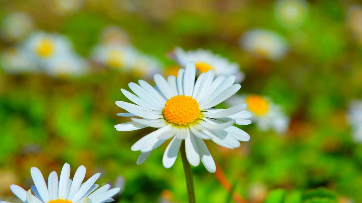 Открытка ромашка и луг  с днем семьи   отбасы күні құтты болсын 