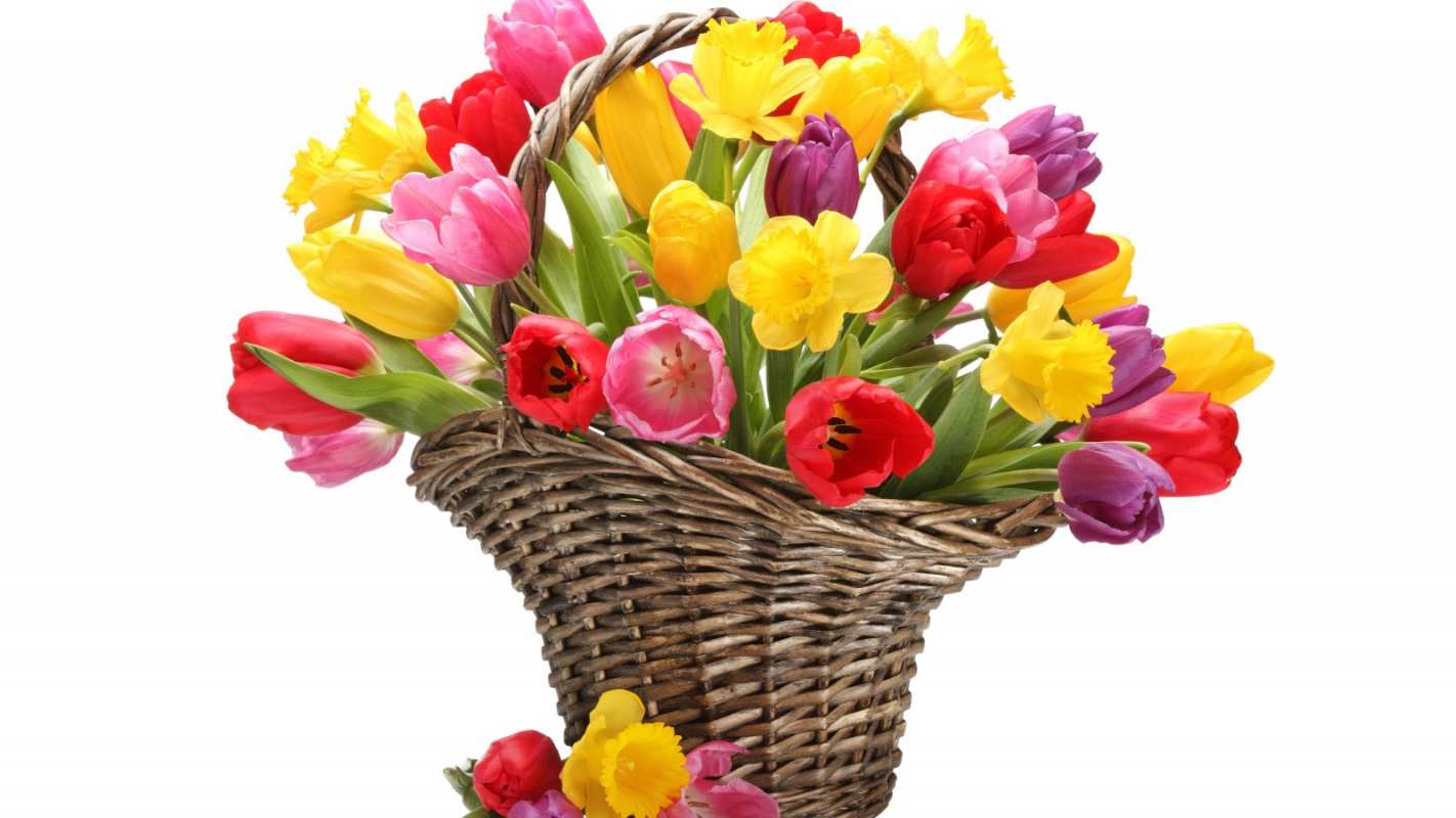Открытка тюльпаны в корзине  с днем бухгалтера  бухгалтер күні құтты болсын 