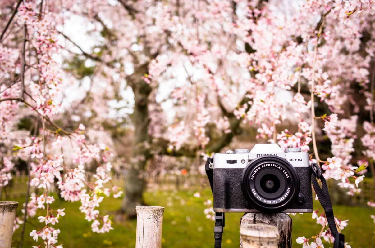 Открытка фотоаппарат среди цветущей сирени  сирень с днем фотографа, фотоаппарат   Фотограф күні құтты болсын 