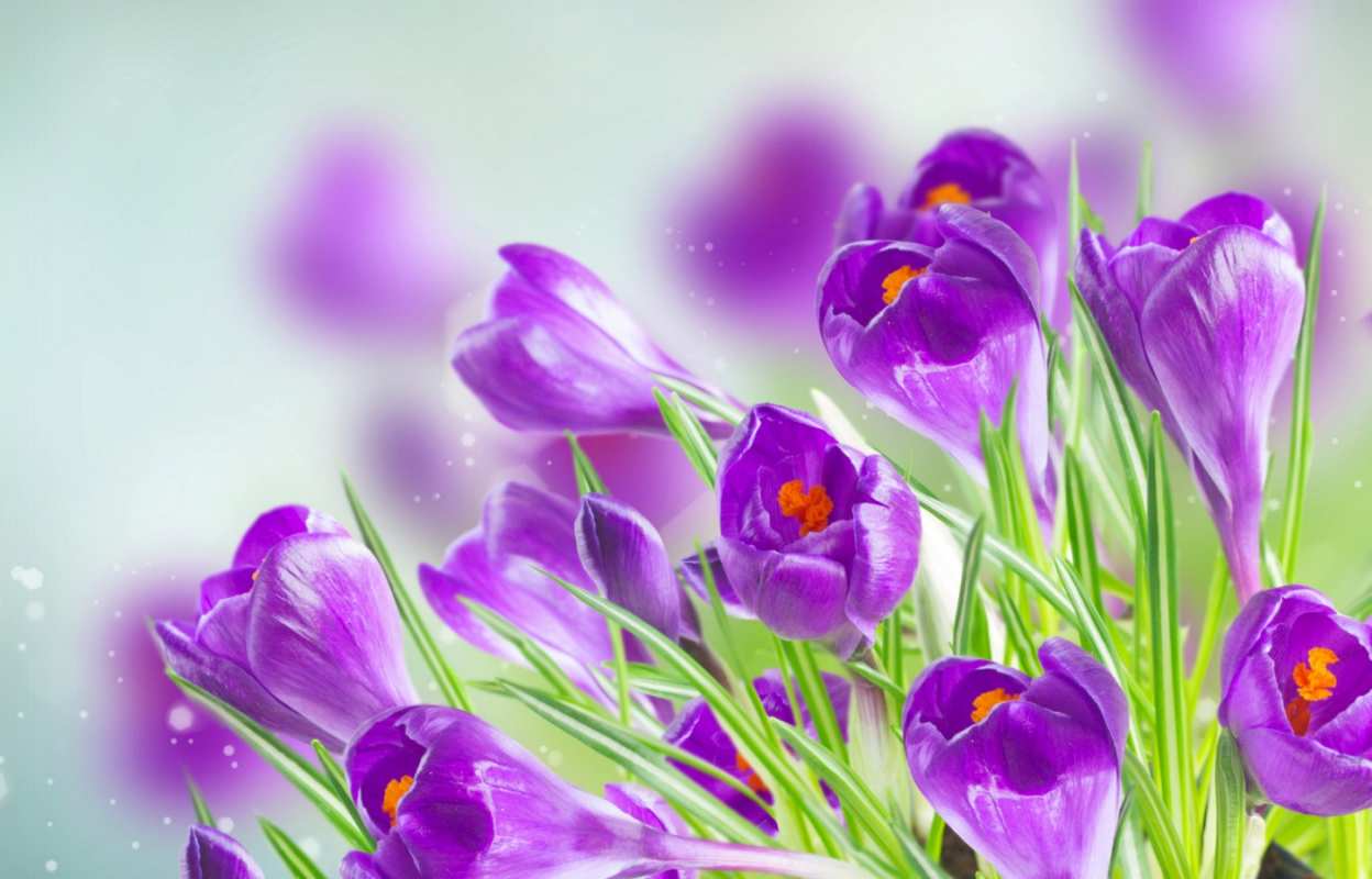 Открытка цветы весна  1 мая  1 мамырдан бастап 