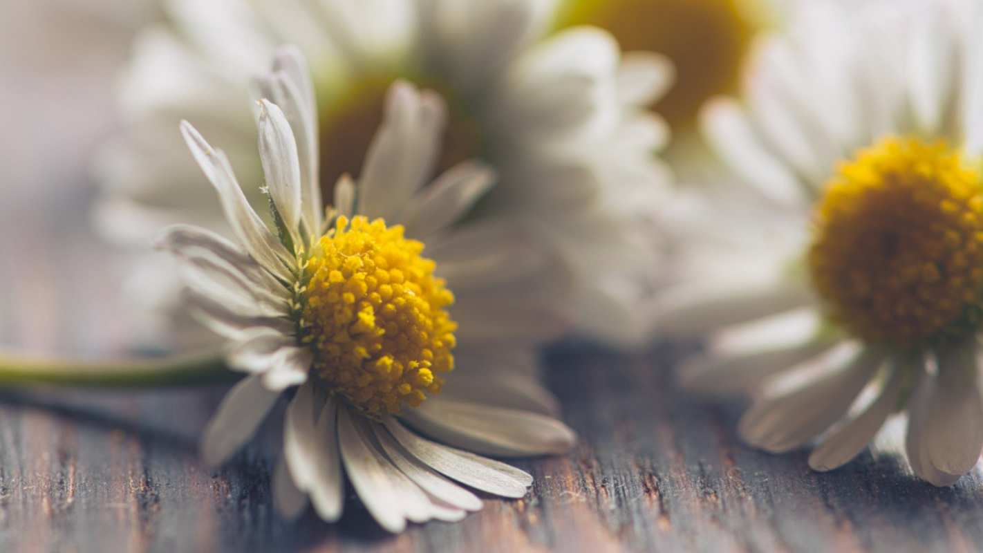 Открытка ромашки   с днем семьи   отбасы күні құтты болсын 