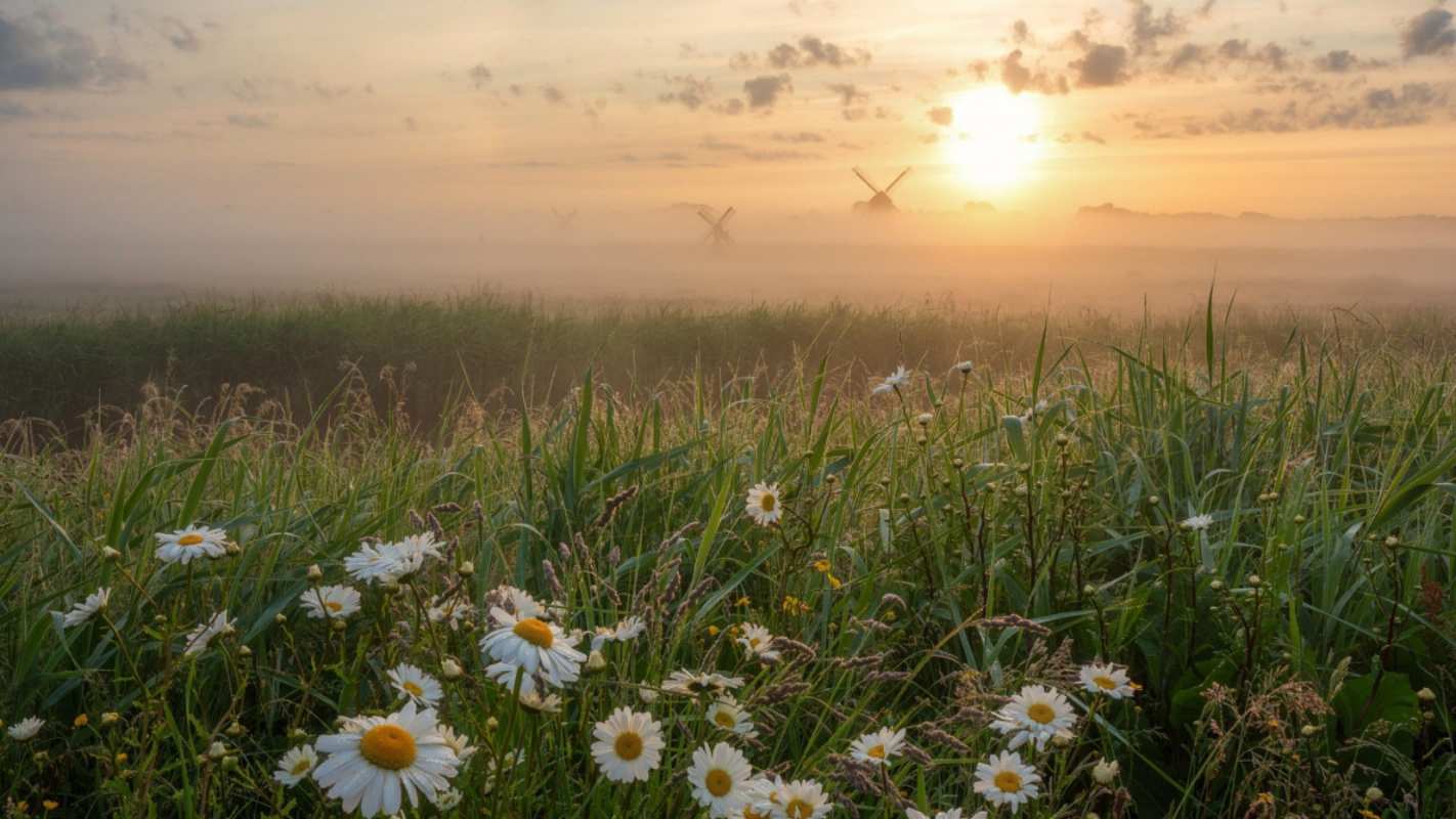 Открытка луг с ромашками  с днем семьи   отбасы күні құтты болсын 