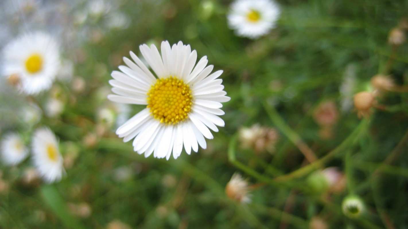 Открытка с днем семьи  с днем семьи   отбасы күні құтты болсын 