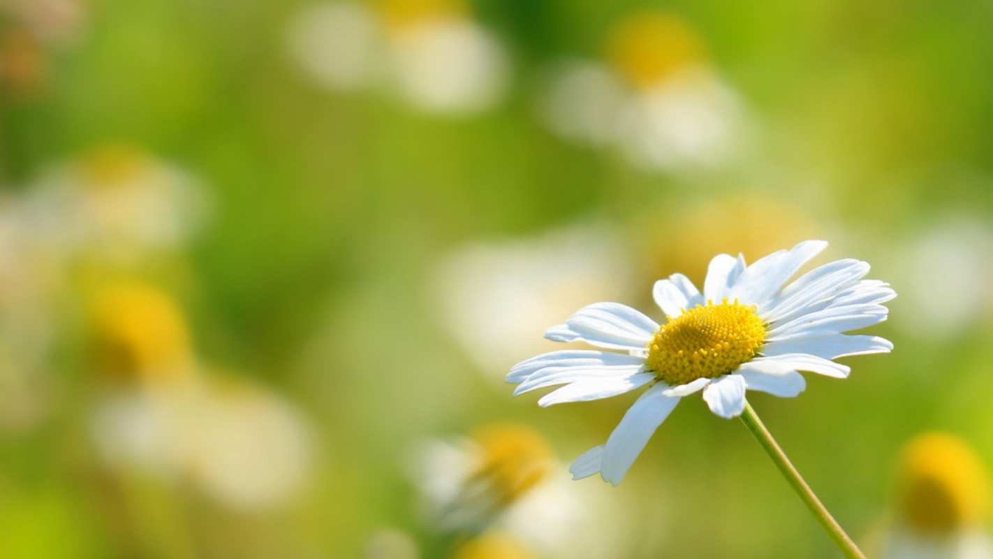 Открытка ромашка 1 с днем семьи  1 отбасы күні құтты болсын 