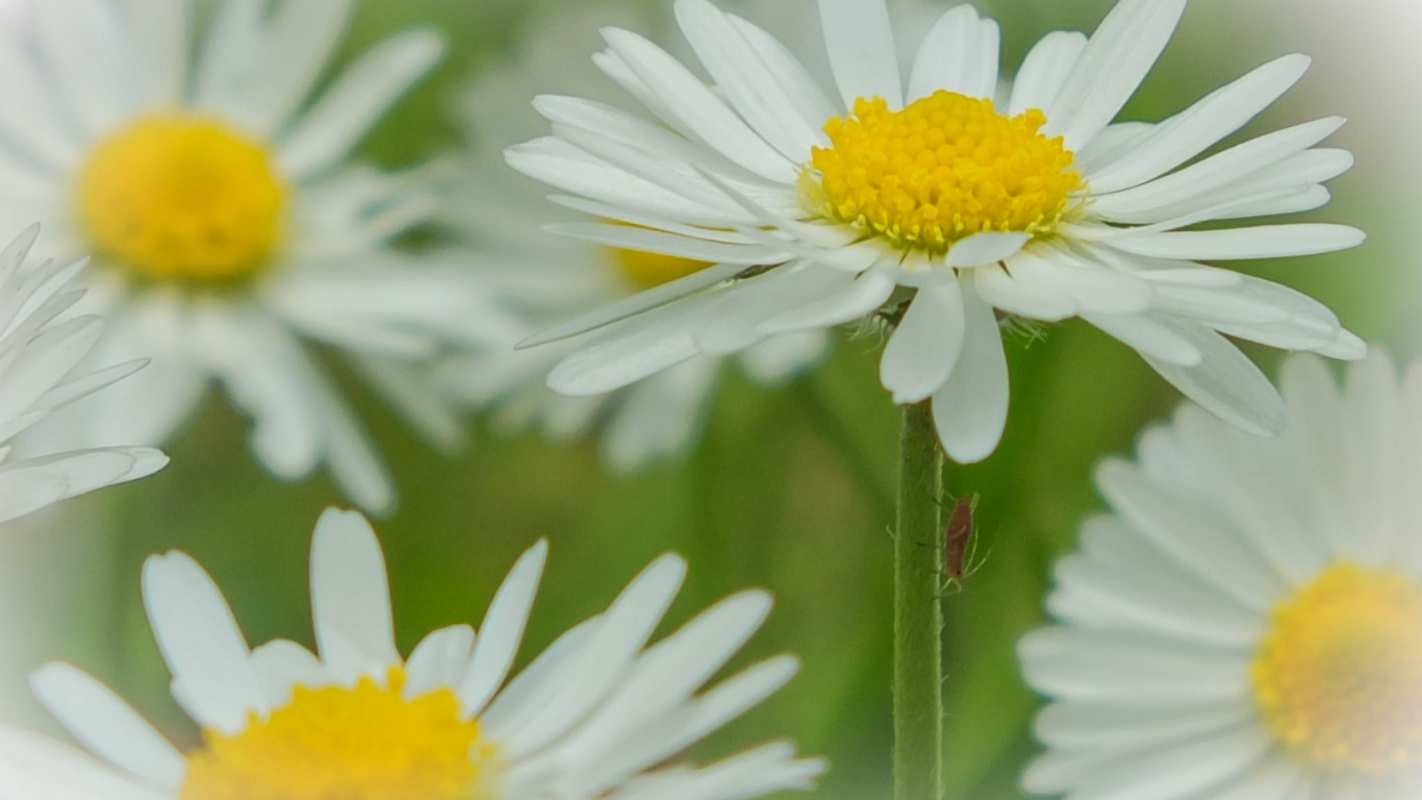 Открытка ромашки 1 с днем семьи  1 отбасы күні құтты болсын 