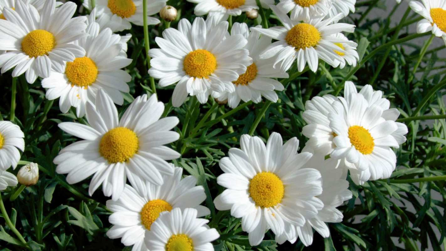 Открытка много ромашек  с днем семьи   отбасы күні құтты болсын 