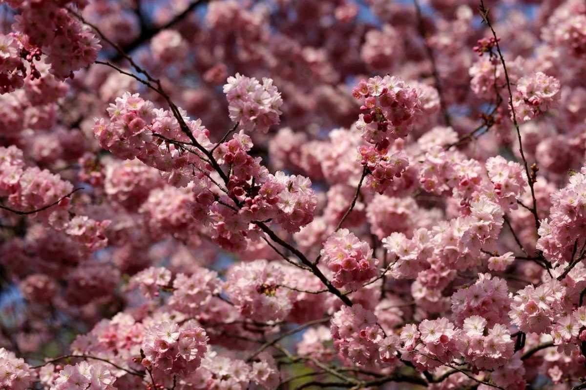 Открытка цветет сирень  С 1 мая  1 мамырдан бастап 