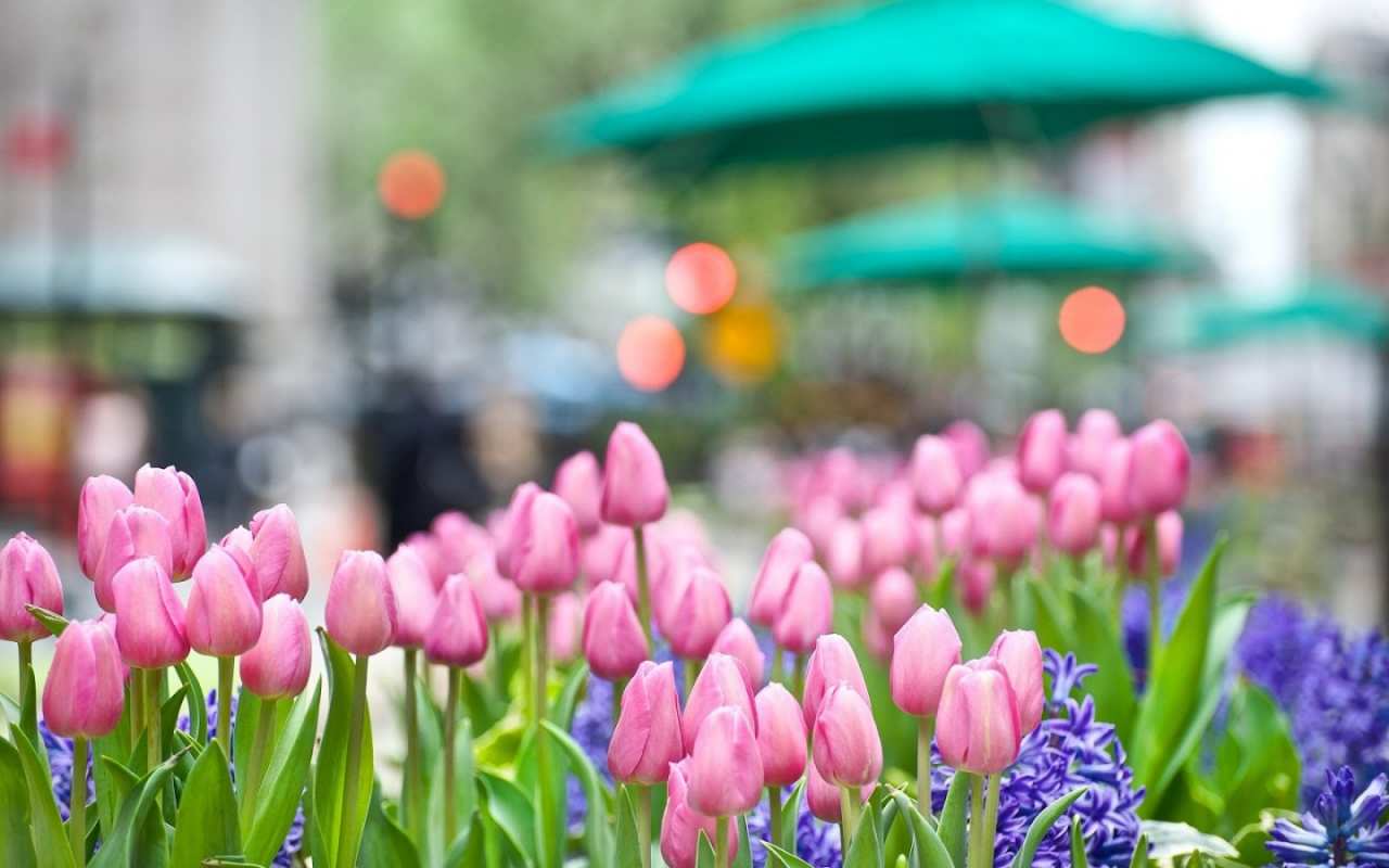 Открытка тюльпаны и цветы  С 1 мая  1 мамырдан бастап 