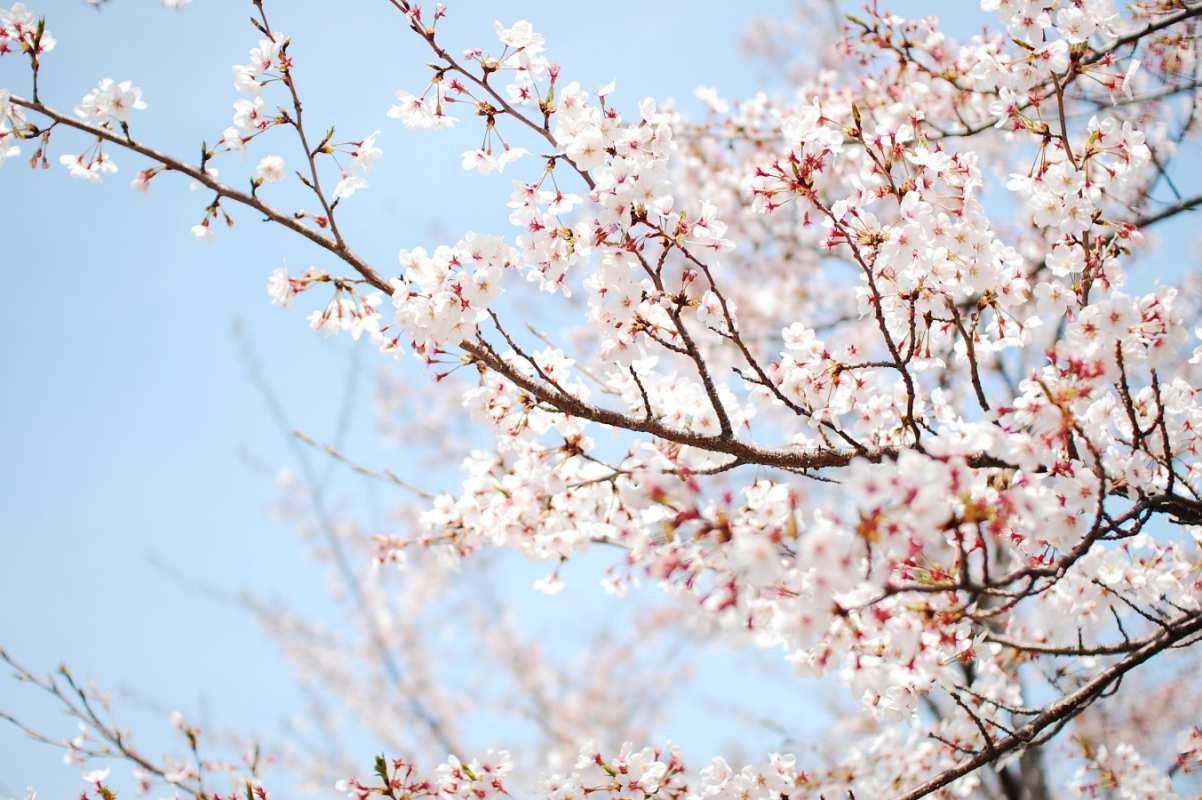 Открытка вишня цветет  С 1 мая  1 мамырдан бастап 