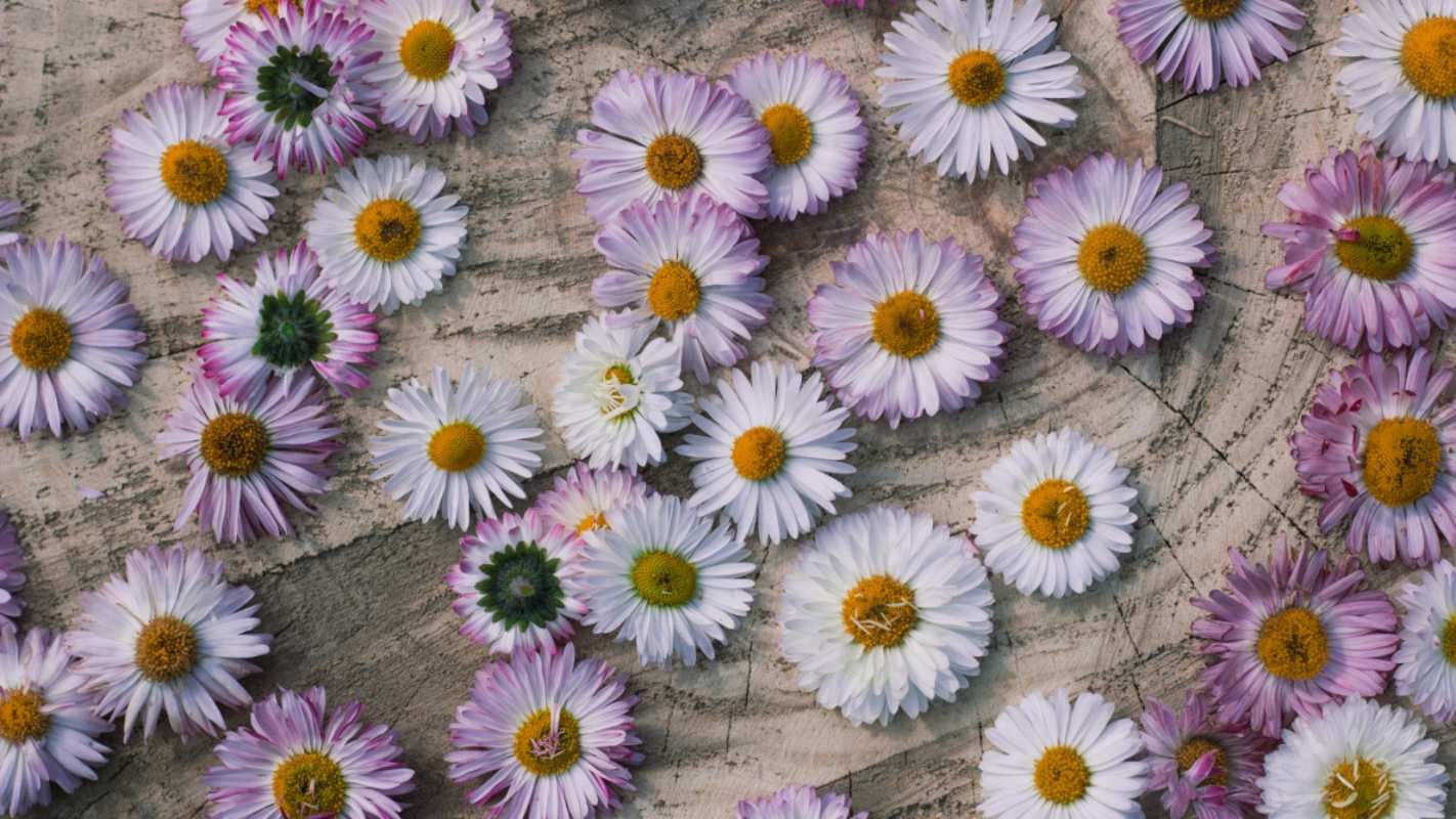 Открытка ромашки раскрашеные  с днем семьи   отбасы күні құтты болсын 