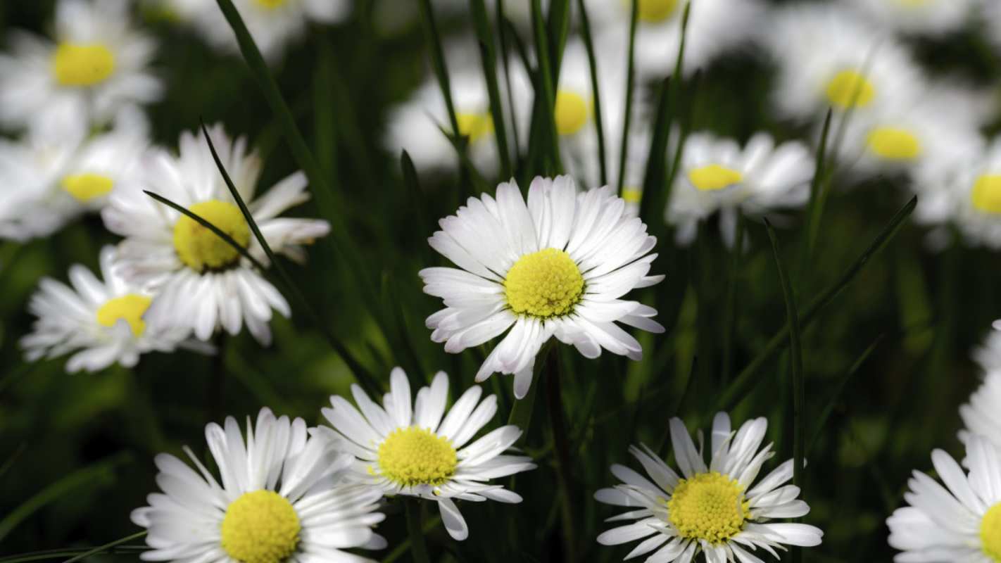 Открытка ромашки 2 с днем семьи  2 отбасы күні құтты болсын 