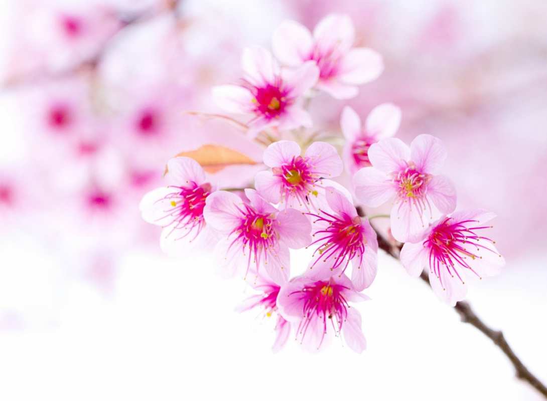 Открытка красивые цветы 2 С 1 мая 2 1 мамырдан бастап 