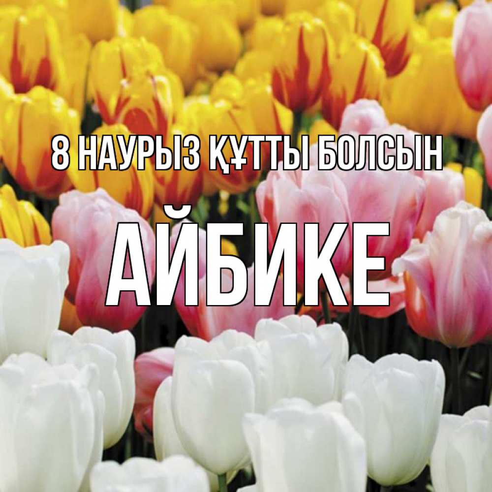 Күн сайын ашық хат с именем, АЙБИКЕ 8 наурыз құтты болсын разноцветные цветы Онлайн тегін жүктеп алу тілектері бар керемет карта 