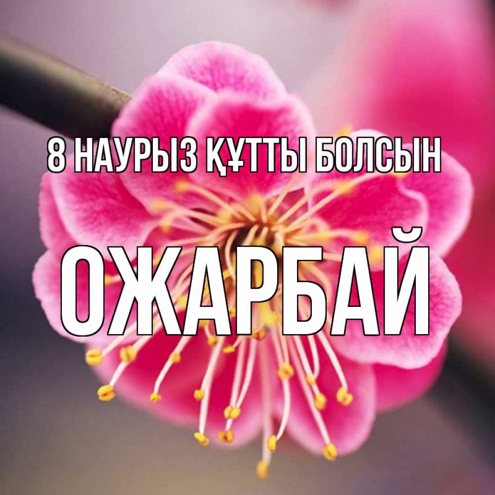 Күн сайын ашық хат с именем, ОЖАРБАЙ 8 наурыз құтты болсын цветы Онлайн тегін жүктеп алу тілектері бар керемет карта 