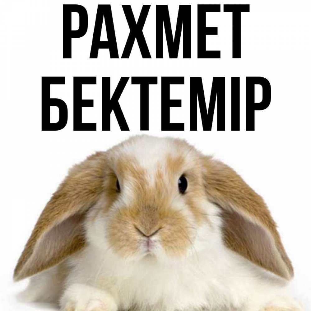 Күн сайын ашық хат с именем, Бектемір рахмет коричнево белый заяц Онлайн тегін жүктеп алу тілектері бар керемет карта 