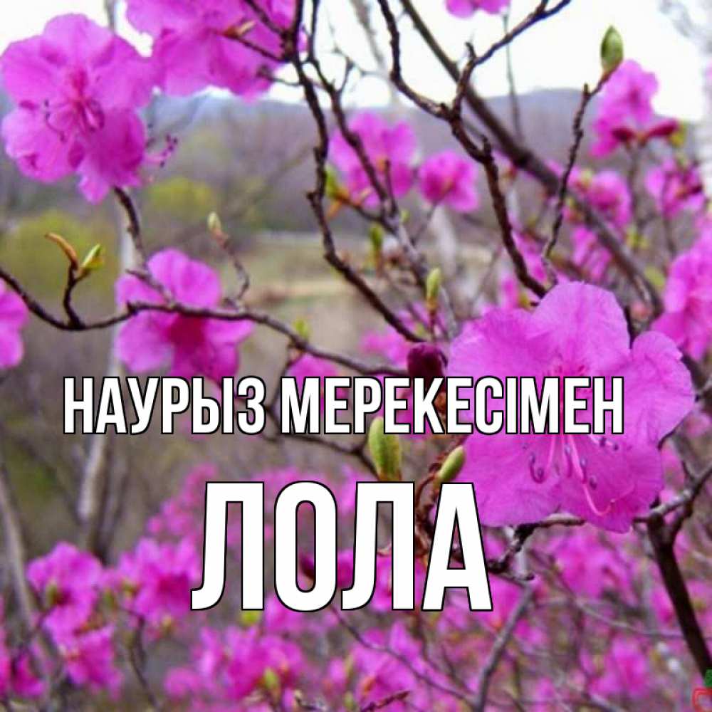 Күн сайын ашық хат с именем, Лола Наурыз мерекесімен праздник весны наурыз Онлайн тегін жүктеп алу тілектері бар керемет карта 