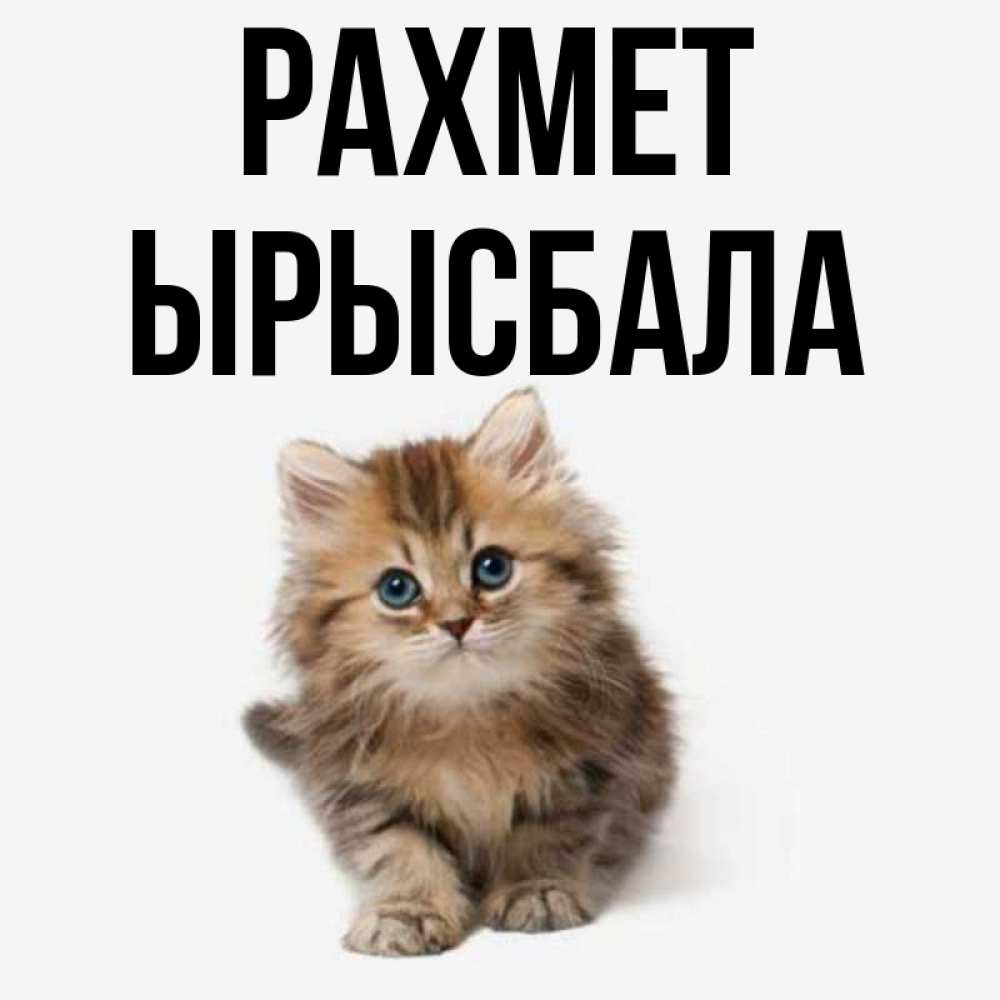 Күн сайын ашық хат с именем, ЫРЫСБАЛА рахмет пушистый котик Онлайн тегін жүктеп алу тілектері бар керемет карта 
