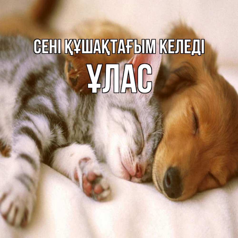 Күн сайын ашық хат с именем, ҰЛАС сені құшақтағым келеді пес и котенок Онлайн тегін жүктеп алу тілектері бар керемет карта 
