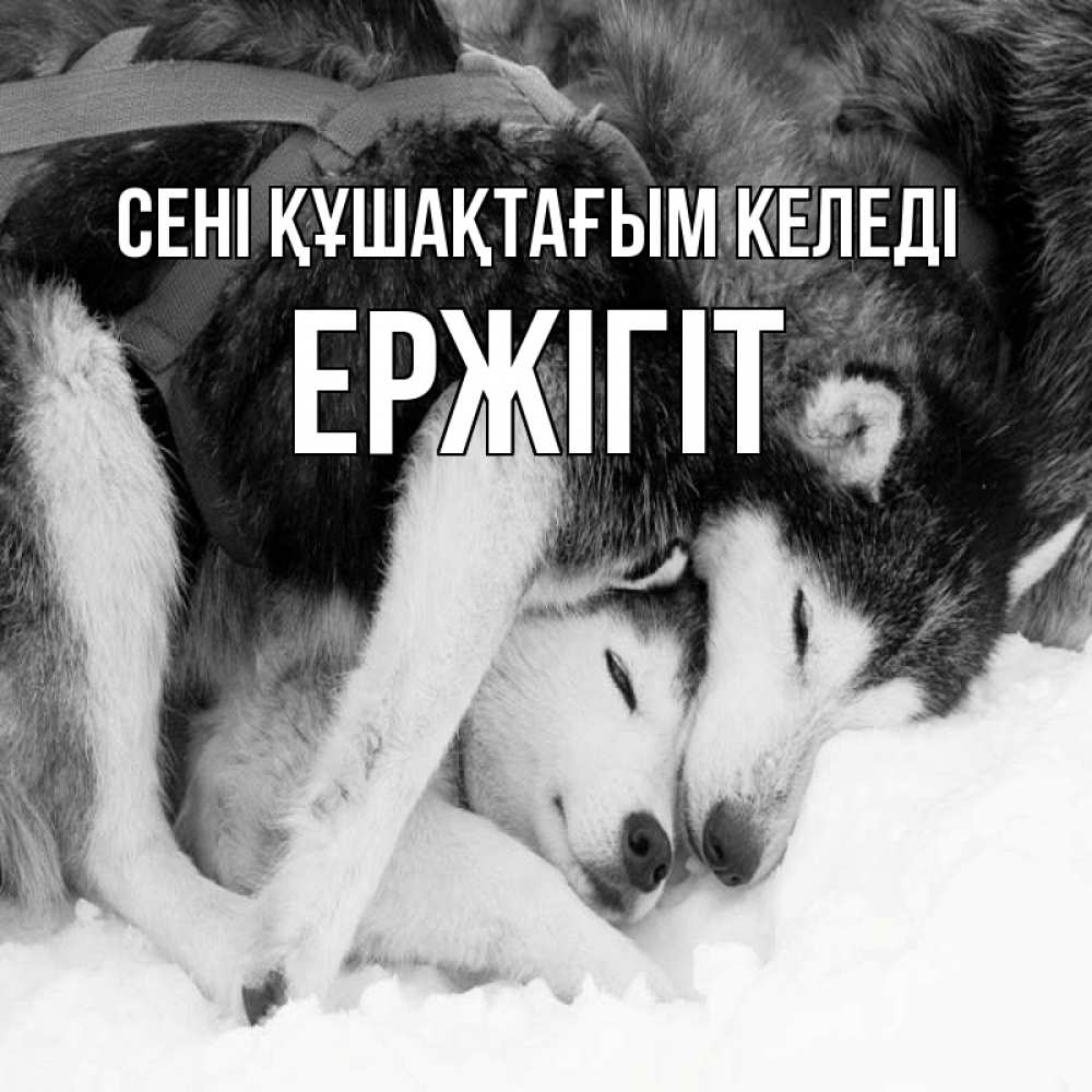 Күн сайын ашық хат с именем, Ержігіт сені құшақтағым келеді собачки в упряжке Онлайн тегін жүктеп алу тілектері бар керемет карта 