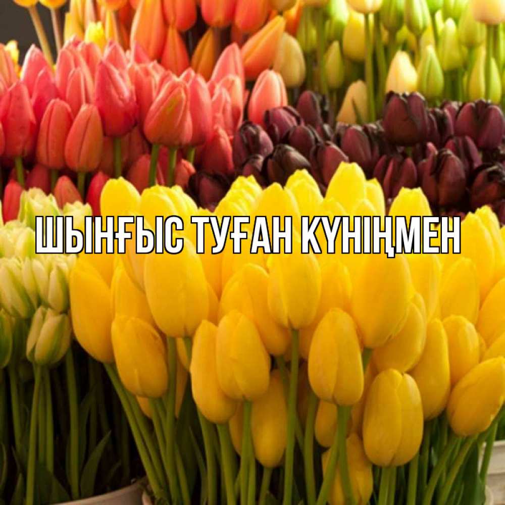 Картинка  с именем , ШЫНҒЫС! ТУҒАН КҮНІҢМЕН!