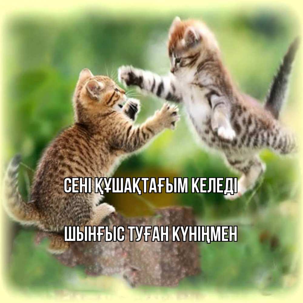 Картинка сені құшақтағым келеді, ШЫНҒЫС! ТУҒАН КҮНІҢМЕН!