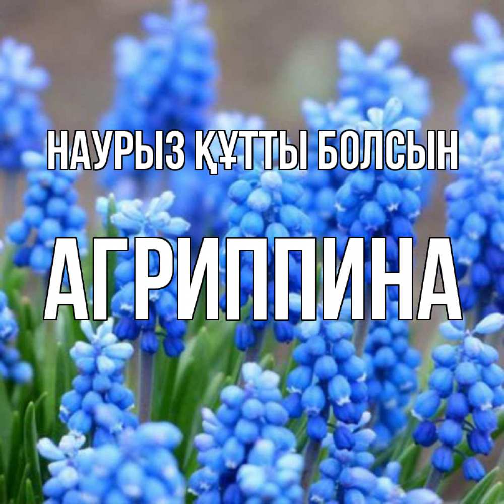 Күн сайын ашық хат с именем, Агриппина Наурыз құтты болсын Поздравительная открытка для женщин с цветами на праздничную дату Онлайн тегін жүктеп алу тілектері бар керемет карта 