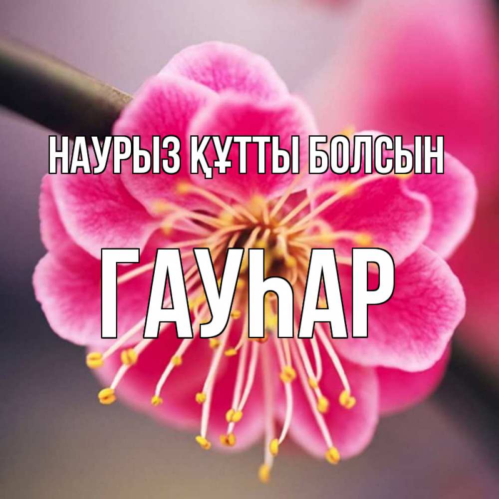 Күн сайын ашық хат с именем, Гауһар Наурыз құтты болсын цветы Онлайн тегін жүктеп алу тілектері бар керемет карта 