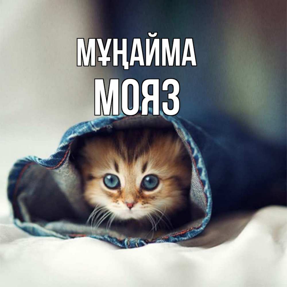 Күн сайын ашық хат с именем, МОЯЗ Мұңайма рыжик котик Онлайн тегін жүктеп алу тілектері бар керемет карта 