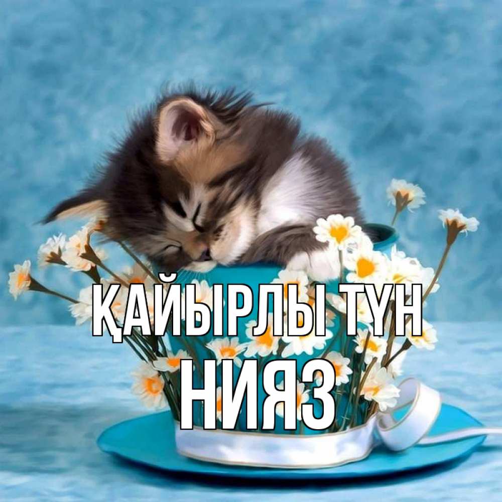 Күн сайын ашық хат с именем, НИЯЗ Қайырлы түн котенок спит в кружке с блюдцем Онлайн тегін жүктеп алу тілектері бар керемет карта 
