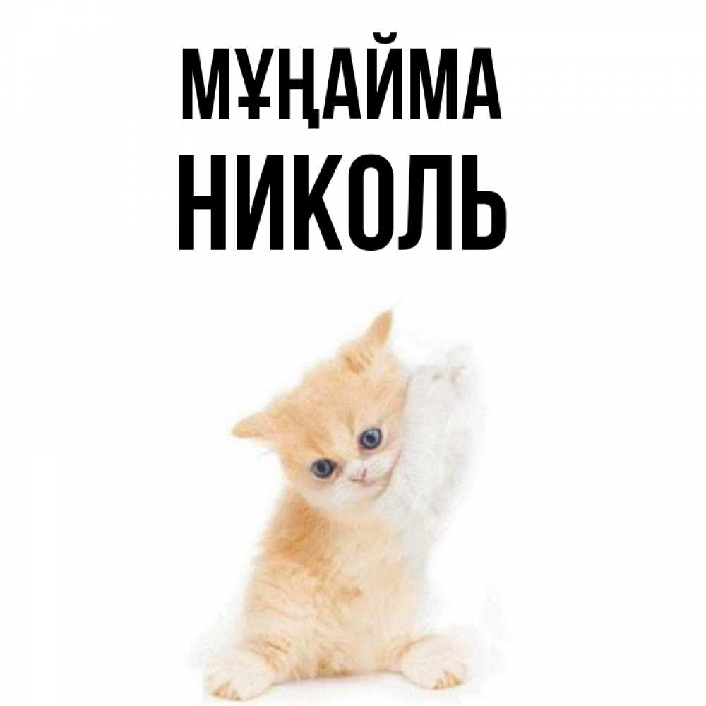 Күн сайын ашық хат с именем, Николь Мұңайма просящий кот Онлайн тегін жүктеп алу тілектері бар керемет карта 