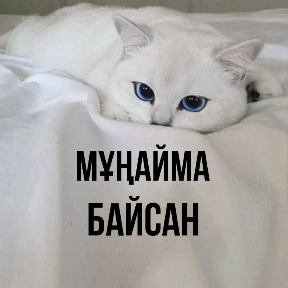 Күн сайын ашық хат с именем, Байсан Мұңайма Голубоглазая кошка Онлайн тегін жүктеп алу тілектері бар керемет карта 