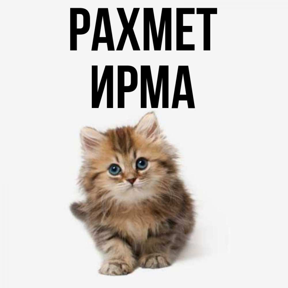 Күн сайын ашық хат с именем, Ирма рахмет пушистый котик Онлайн тегін жүктеп алу тілектері бар керемет карта 
