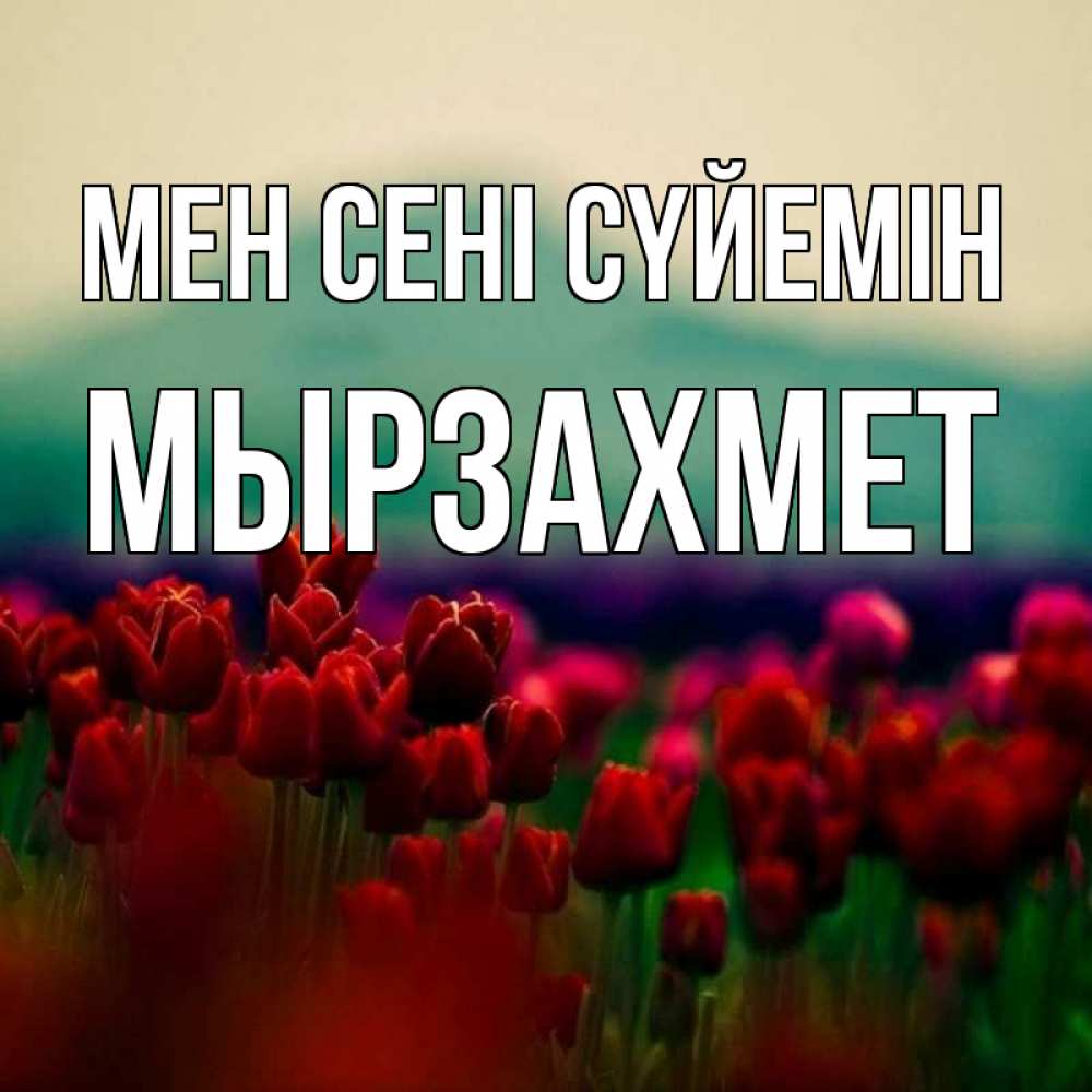 Күн сайын ашық хат с именем, МЫРЗАХМЕТ Мен сені сүйемін тюльпаны 4 Онлайн тегін жүктеп алу тілектері бар керемет карта 