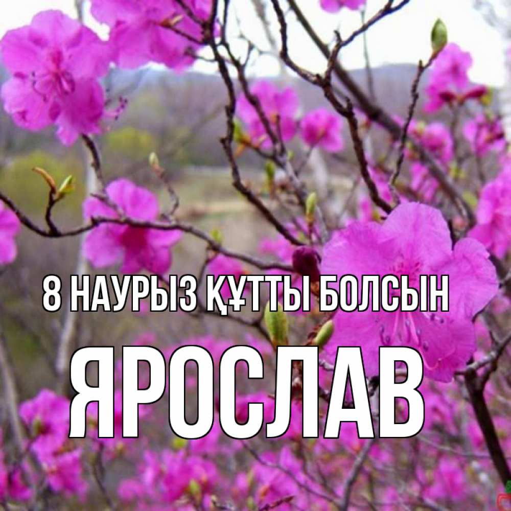 Күн сайын ашық хат с именем, Ярослав 8 наурыз құтты болсын международный женский день Онлайн тегін жүктеп алу тілектері бар керемет карта 