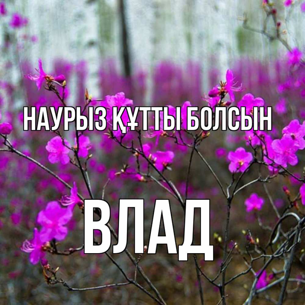 Күн сайын ашық хат с именем, Влад Наурыз құтты болсын дикие цветы Онлайн тегін жүктеп алу тілектері бар керемет карта 
