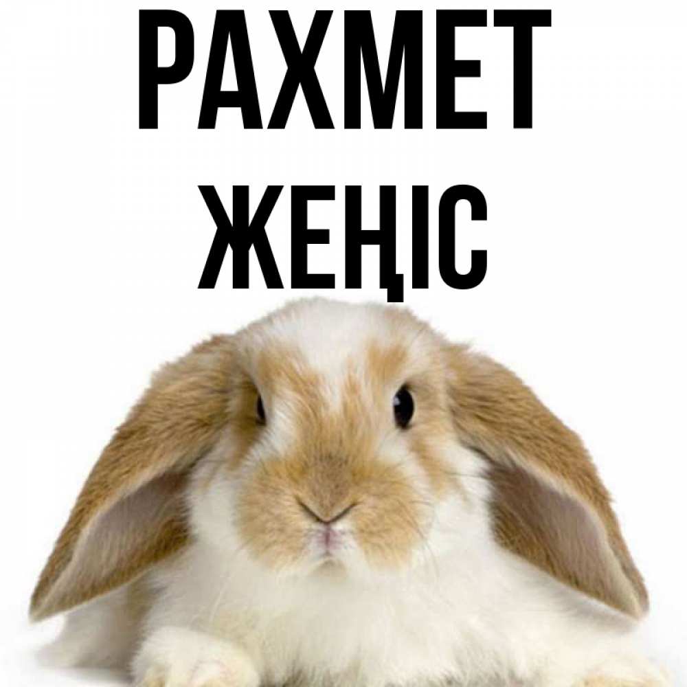 Күн сайын ашық хат с именем, Жеңіс рахмет коричнево белый заяц Онлайн тегін жүктеп алу тілектері бар керемет карта 