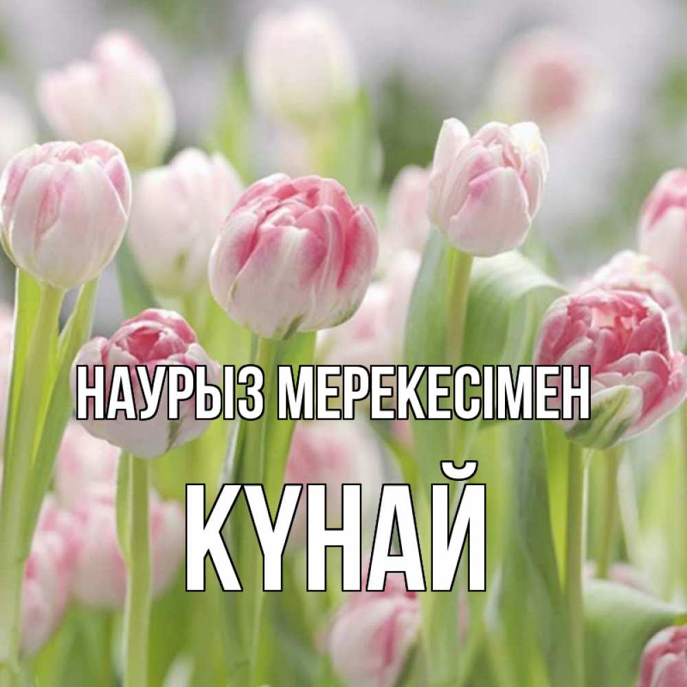 Күн сайын ашық хат с именем, КҮНАЙ Наурыз мерекесімен цветы Онлайн тегін жүктеп алу тілектері бар керемет карта 