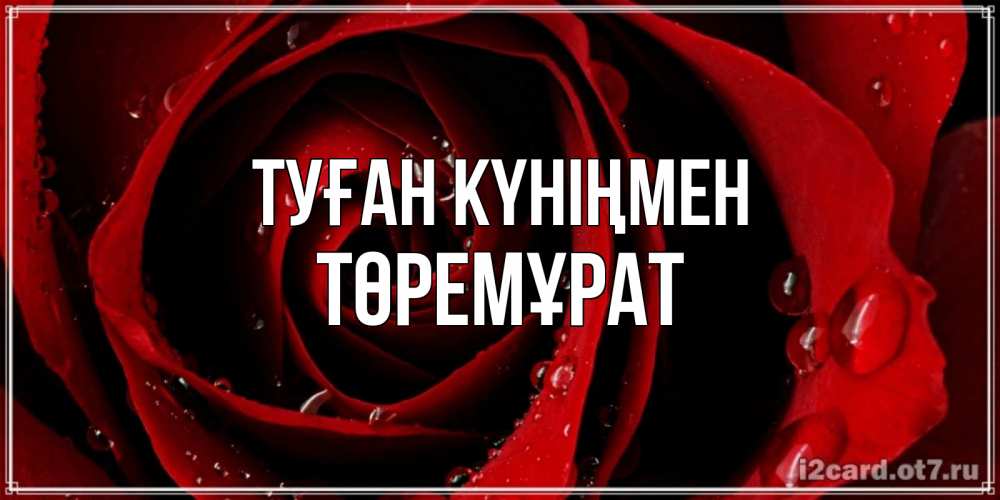 Күн сайын ашық хат с именем, Төремұрат Туған күніңмен крупная бордовая роза Онлайн тегін жүктеп алу тілектері бар керемет карта 