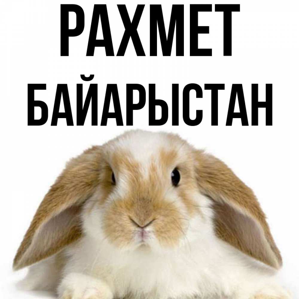 Күн сайын ашық хат с именем, Байарыстан рахмет коричнево белый заяц Онлайн тегін жүктеп алу тілектері бар керемет карта 
