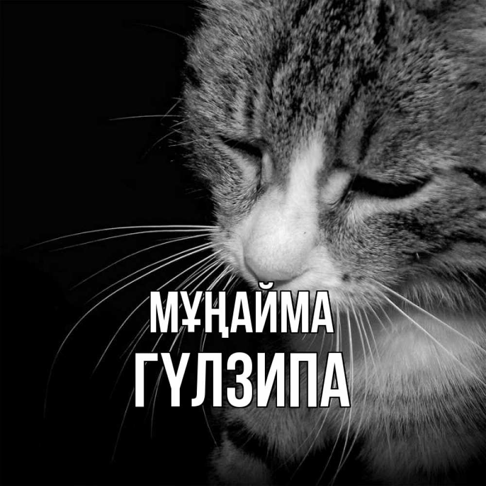 Күн сайын ашық хат с именем, ГҮЛЗИПА Мұңайма грустный котик Онлайн тегін жүктеп алу тілектері бар керемет карта 