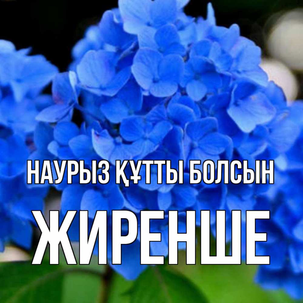 Күн сайын ашық хат с именем, Жиренше Наурыз құтты болсын синие цветы Онлайн тегін жүктеп алу тілектері бар керемет карта 