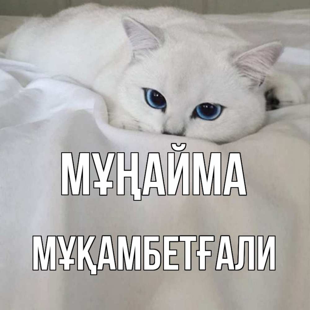 Күн сайын ашық хат с именем, Мұқамбетғали Мұңайма белый кот с голубыми глазами на белоснежной кровати Онлайн тегін жүктеп алу тілектері бар керемет карта 