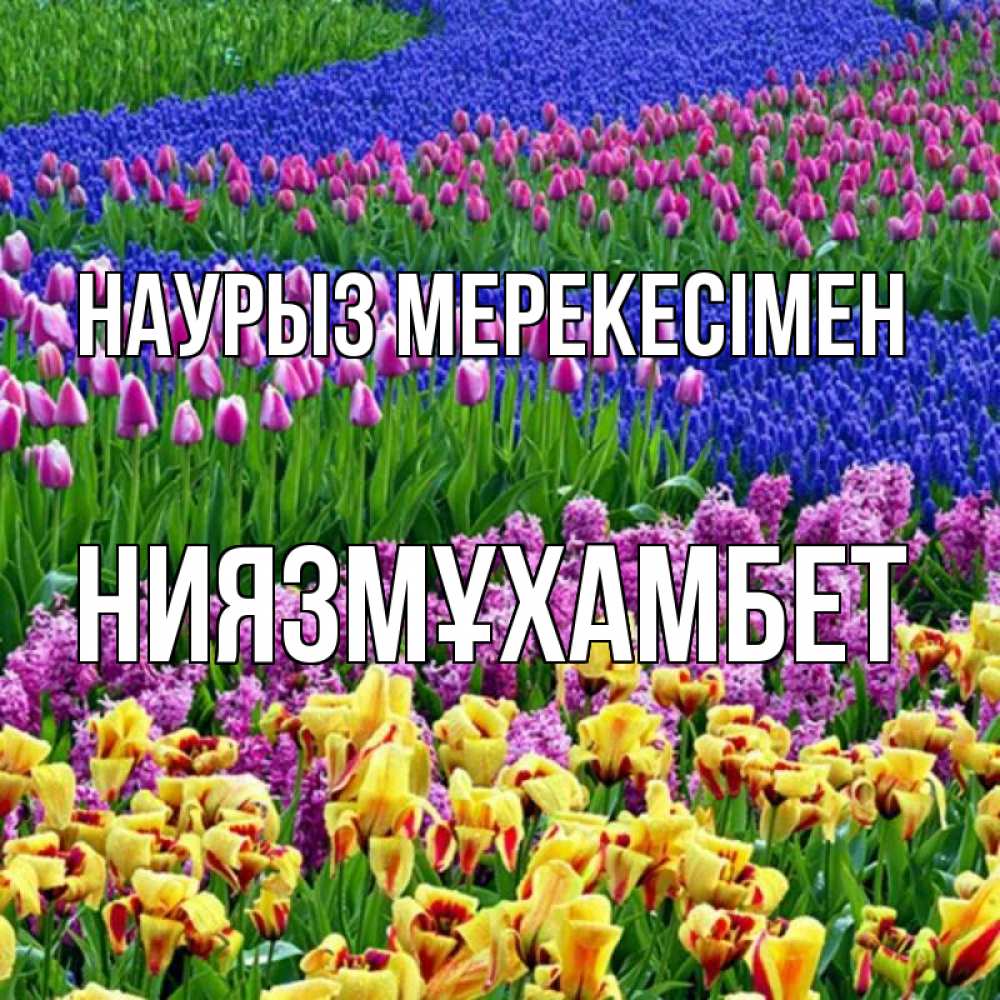 Күн сайын ашық хат с именем, НИЯЗМҰХАМБЕТ Наурыз мерекесімен цветы Онлайн тегін жүктеп алу тілектері бар керемет карта 