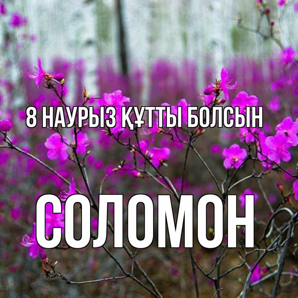 Күн сайын ашық хат с именем, Соломон 8 наурыз құтты болсын дикие цветы Онлайн тегін жүктеп алу тілектері бар керемет карта 